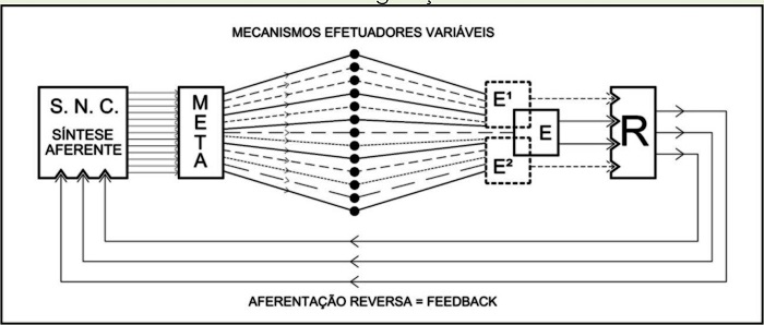 Diagrama b�sico do sistema funcional como mecanismo de
							autorregula��o
