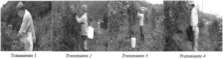 Posicin del canastillo recolector de los cuatro tratamientos en recolectores de Mora de Castilla