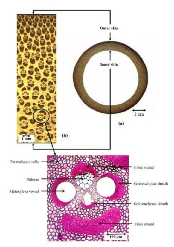 (a) Sección transversal circular del culmo; (b) distribución de los haces vasculares desde la superficie externa hasta la superficie interna; (c) células del parénquima y el haz vascular que consta de vasos, floema y fibra.