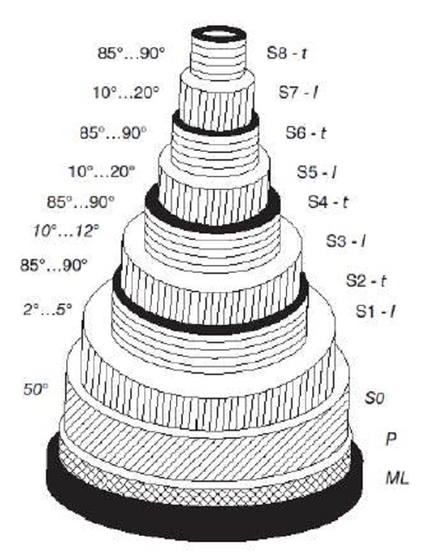 Estructura polilamelar de una fibra de bambú de paredes gruesas (ML = laminilla media, P = pared primaria, S = pared secundaria).
