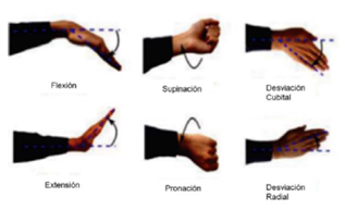 Movimientos de la muñeca. Fuente: [13].