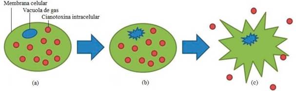 Escenarios tras la aplicaci�n de ultrasonido: (a) estructura celular intacta; (b) ruptura de la vacuola de gas; (c) lisis celular.