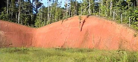 Corte de una colina con detalle del limitado espesor de suelo sobre el cual se desarrolla el bosque. (Walsh-Ecuador).