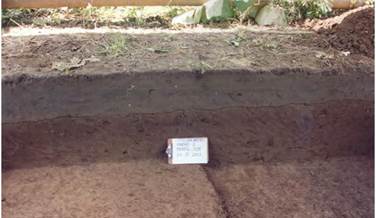 Perfil estratigráfico del Sitio San Antonio 1, se observa claramente el estrato horizontal de arena limosa de color gris que cubre el estrato Cultural.