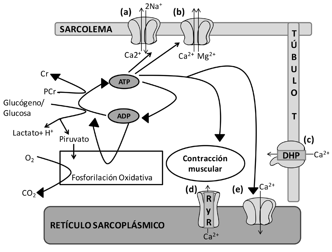Figura 1. Representaci&oacute;n
esquem&aacute;tica del transporte del calcio dentro del m&uacute;sculo y relaci&oacute;n entre la
contracci&oacute;n muscular, el transporte de iones y requerimientos energ&eacute;ticos.