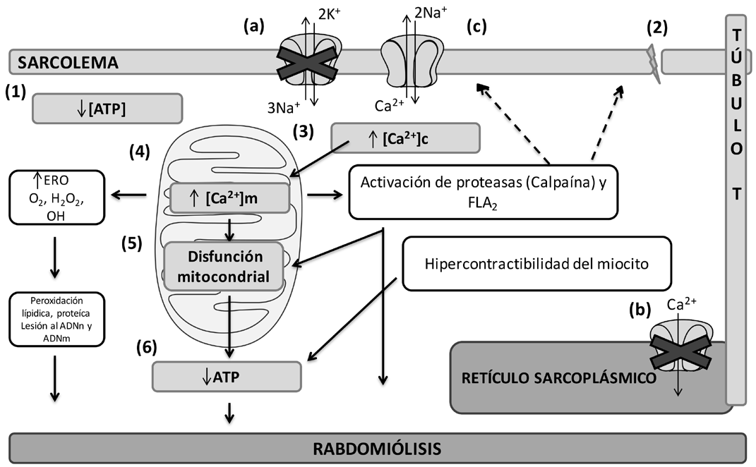 Figura 2. Eventos fisiopatol&oacute;gicos de la rabdomi&oacute;lisis.