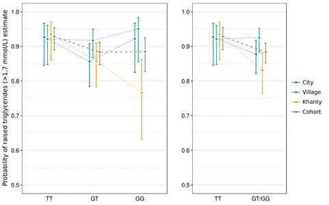 The forecast assessment of hypertriglyceridemia based on the genotype at the rs1378942 locus of the CSK gene.