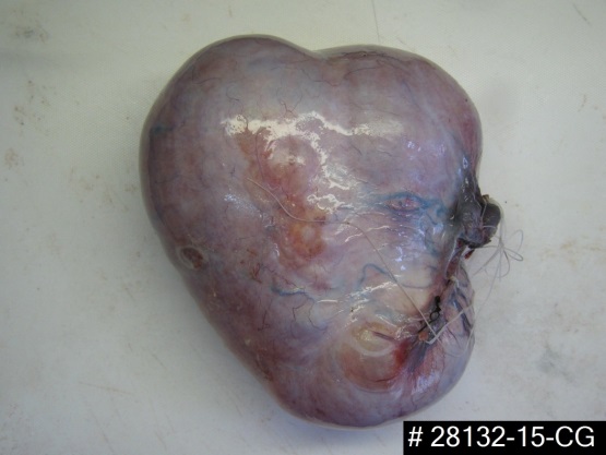 Pieza Quirrgica Microscpica