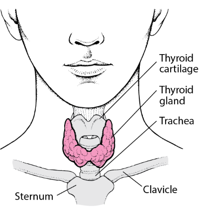 Thyroid gland
