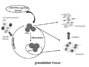 Blockade of cAMP/PKA-signaling in mesenchymal progenitor cells as a ...