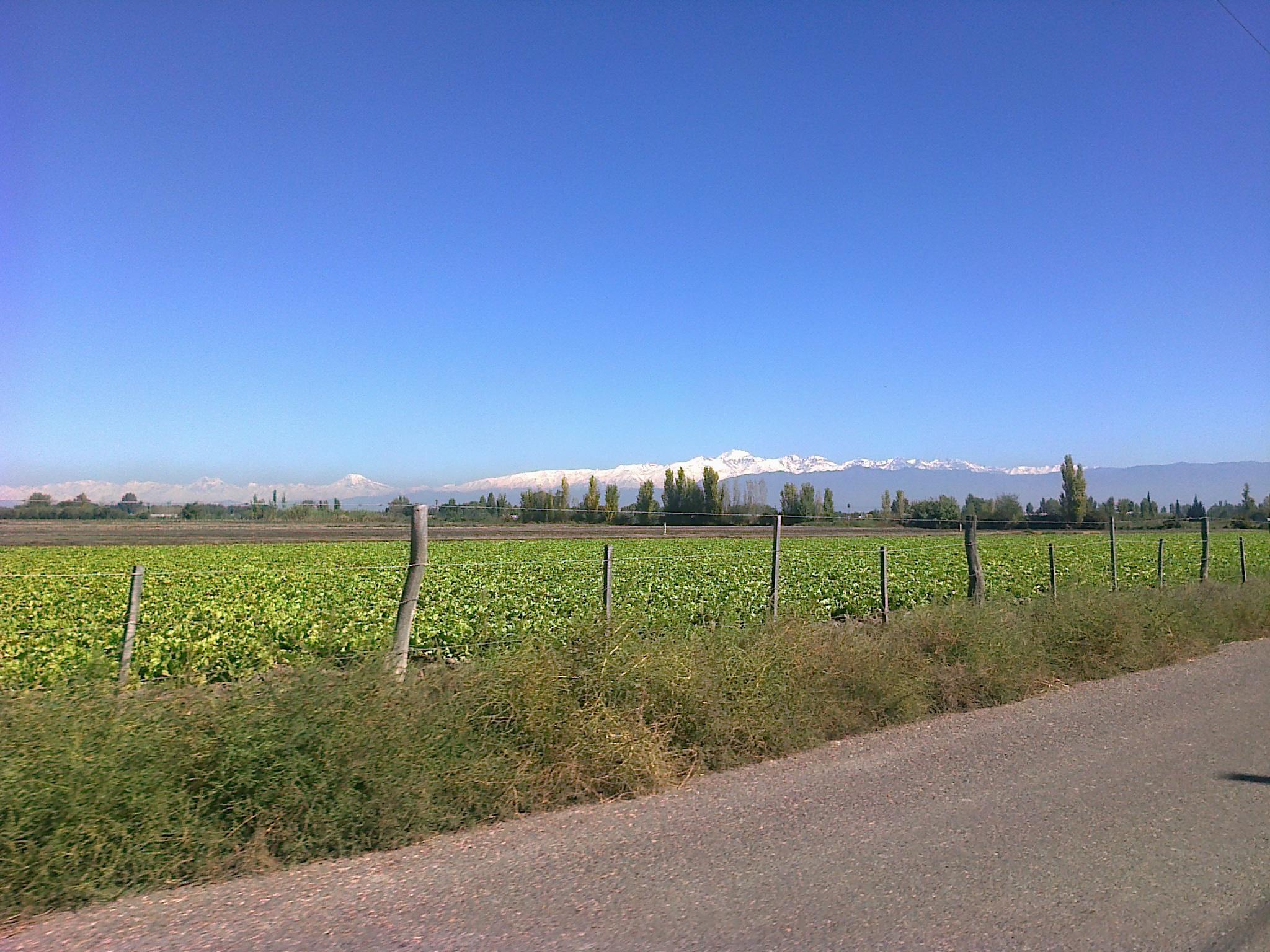Finca de hortalizas en Colonia Bombal Maip 2015