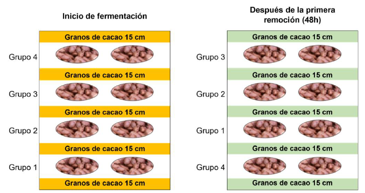Disposición en el cajón de las muestras de cacao para microfermentación