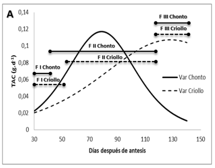 Comportamiento de la Tasa Absoluta de Crecimiento (TAC) durante el crecimiento y desarrollo de frutos de lulo variedad Chonto grueso y Criollo, bajo las condiciones agroecológicas del municipio de Pachavita, Boyacá.
