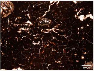 Tejidos vegetales frescos y acumulación de sustancias húmicas en diferentes etapas de condensación en un Typic Haplohemists en suelos del Valle de Sibundoy, Colombia.