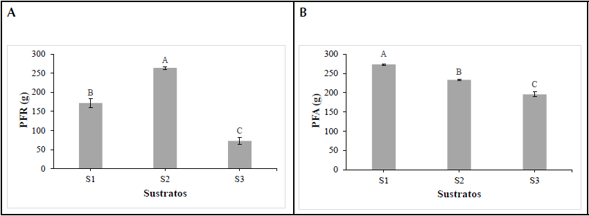 Comportamiento del peso fresco en planta de fresa cv &lsquo;Albi&oacute;n&rsquo; cultivadas en diferentes sustratos. S1: suelo 50% +fibra de coco 50%; S2: suelo 50%+ fibra de coco 25%+ cascarilla de arroz 25%; S3: suelo 50%+cascarilla de arroz 50%.