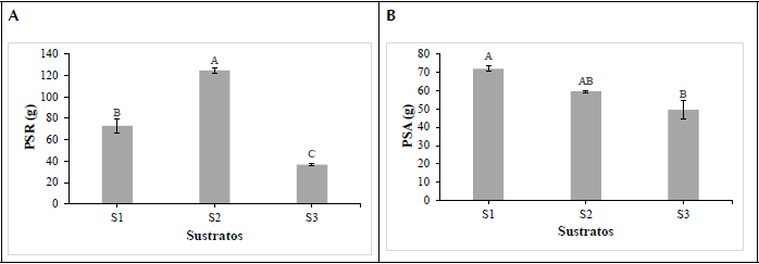 Comportamiento del peso seco en planta de fresa cv &lsquo;Albi&oacute;n&rsquo; cultivadas en diferentes sustratos. S1: suelo 50% +fibra de coco 50%; S2: suelo 50%+ fibra de coco 25%+ cascarilla de arroz 25%; S3: suelo 50%+cascarilla de arroz 50%.