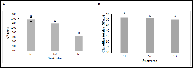 Comportamiento del &aacute;rea foliar y el contenido de clorofilas en planta de fresa cv &lsquo;Albi&oacute;n&rsquo; cultivadas en diferentes sustratos. S1: suelo 50% +fibra de coco 50%; S2: suelo 50%+ fibra de coco 25%+ cascarilla de arroz 25%; S3: suelo 50%+cascarilla de arroz 50%.