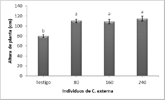 Altura de la planta (cm) respecto a las diferentes poblaciones C. externa evaluadas, expresadas como n&uacute;mero de individuos aplicados por planta.