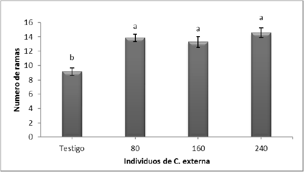 Numero de ramas en plantas de tomate respecto a las diferentes poblaciones de C. externa expresadas como n&uacute;mero de individuos aplicados por planta.