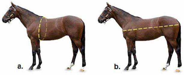 a. PT: Heart girth measure b. L: Body length measure