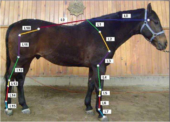 Body segments used in this study: L0. Neck, L1. Withers – tuber spina scapulae, L2. Tuber spina scapulae Scapula-tuberculum major humerus, L3. Arm, L4. Forearm, L5 Carpus, L6. Fore cannon, L7. Fore pastern, L9. Back, L10. Pelvis, L11. Thigh, L12. Leg, L13. Hock, L14. Hind cannon, and L15. Hind pastern.