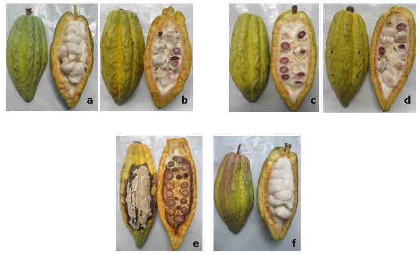 Fig. 1. Aspecto de los frutos al momento de la evaluaci&oacute;n del ISE y el ISI. Tratamientos: 