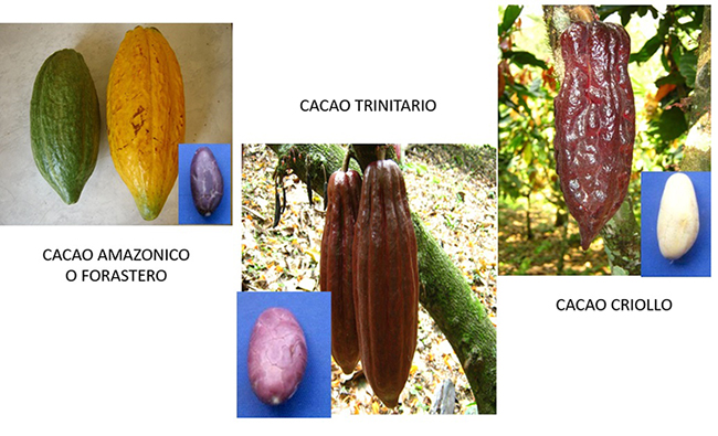 Tipos de cacao (criollo, trinitario y forastero).