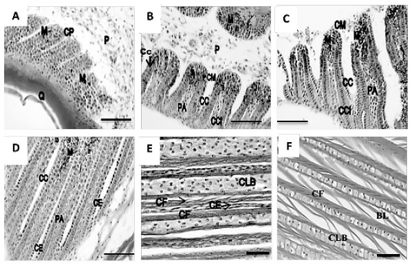 Fig. 3. caracter&iacute;sticas morfol&oacute;gicas de las crestas de las barbas. A. regi&oacute;n proximal del c&aacute;lamo (&Aacute;cido Pery&oacute;dico  de  Shiff);  crestas  peque&ntilde;as  no  diferenciadas  (cP).  b.  Inicio de  la  regi&oacute;n  media  del  c&aacute;lamo (&Aacute;cido Pery&oacute;dico de Shiff); presencia de crestas de las barbas medianas (cm). c. regi&oacute;n media del c&aacute;lamo (&Aacute;cido Pery&oacute;dico de Shiff); transici&oacute;n de crestas medianas a grandes. D. regi&oacute;n distal del c&aacute;lamo (&Aacute;cido Pery&oacute;dico de Shiff); presencia de crestas grandes y alargadas. e y F. Zona de transici&oacute;n entre c&aacute;lamo y raquis (H-e). c&eacute;lulas cuboides (cc). c&eacute;lulas cuboides de la placa barbular (cc). c&eacute;lulas columnares (ccl). c&eacute;lulas  escamosas  (ce).  c&eacute;lulas  fusiformes  (cF).  c&eacute;lulas  de la  b&aacute;rbula  (clb).  b&aacute;rbula  (bl).  epitelio  (e). Pulpa (P). Placa axial (PA). Papila (Pp). Queratina (Q). melanocitos (m). microscopio &oacute;ptico. barra = 250 μm (A, b, c y D). barra = 60 μm (e y F).