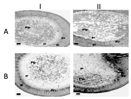 Fig. 1. Componentes histol&oacute;gicos del filamento de la pluma a nivel del c&aacute;lamo. Cortes del c&aacute;lamo de las plumas remeras en los d&iacute;as 8 (I) y 28 (II) de crecimiento. A. Hematoxilina-eosina (I y II, cortes transversales). b. Tricr&oacute;mica de Gomori (I, corte transversal y II, corte longitudinal). e. epitelio, Pp. Papila, P. Pulpa, Zr. Zona ramog&eacute;nica. microscopio &oacute;ptico. barra = 500 μm.
