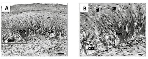 Fig. 2. corte transversal del c&aacute;lamo a nivel del epitelio al d&iacute;a 23 de crecimiento. A. Se observan cambios morfol&oacute;gicos a nivel del estrato basal del epitelio (eb), como la formaci&oacute;n de las crestas de la barba (cb) y entre estas se observa la presencia de las c&eacute;lulas obscuras (CO). B. Corresponde a la amplificaci&oacute;n del &aacute;rea contenida en el recuadro. Las flechas se&ntilde;alan la presencia de posibles c&eacute;lulas adiposas. Tinci&oacute;n tricr&oacute;mica de Gomori. microscopio &oacute;ptico. barra = 250 μm.