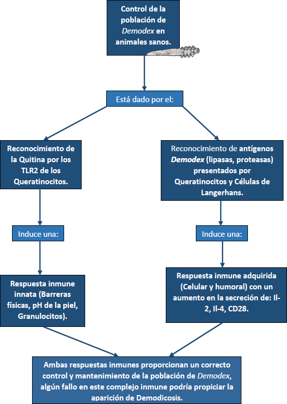 Fig. 1. control de la población de ácaros Demodex. Modificado de: Ferrer et al. (7).