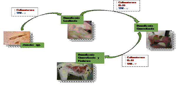 Fig. 2. Desarrollo de demodicosis localizada y generalizada en perros por efecto de la actividad de la acetilcolina. Modificado de: Kumari et al. (3).
