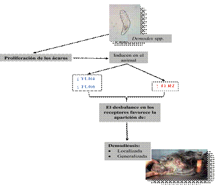 Fig. 3. regulación de los Tlrs por los ácaros Demodex spp. Para inducir demodicosis canina. Modificado de: Kumari et al. (18).