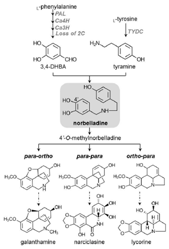 Vía de biosíntesis de alcaloides de Amaryllidaceae (AA).