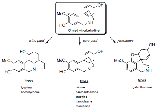 Acoplamiento fenol oxidativo en Amaryllidaceae.