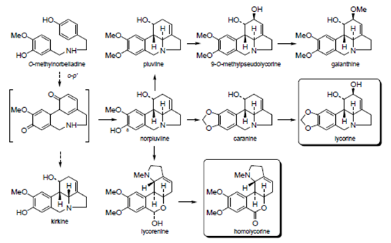 Alcaloides procedentes de un acoplamiento orto – para´.