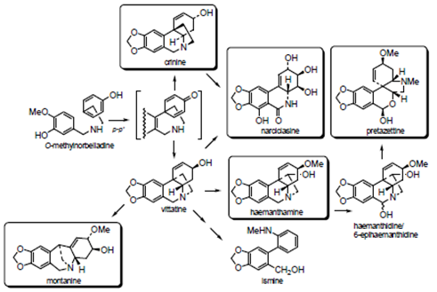 Alcaloides procedentes de un acoplamiento para – para´.