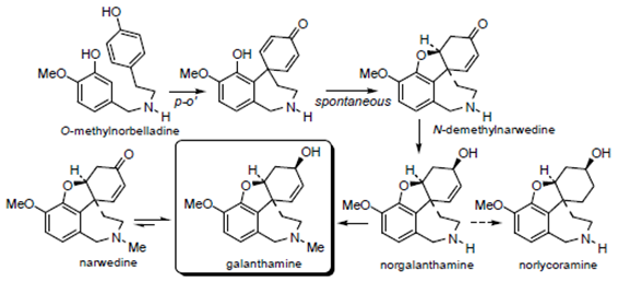 Biosíntesis de galantamina y derivados.
