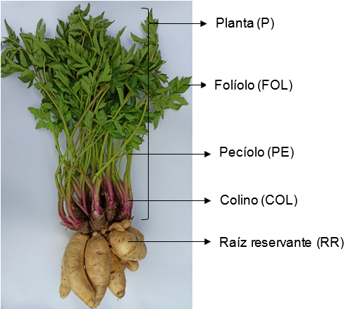 Variables evaluadas en arracacha de acuerdo con la estructura y agrupación de la planta.