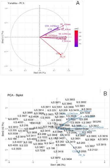 A. Círculo de correlaciones y biplot para las variables cuantitativas. B. Mapa de factores con 96 accesiones en dimensiones 1 vs 2.