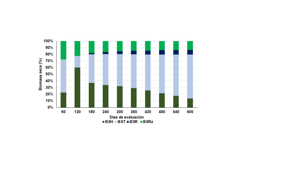 Distribuci&oacute;n del peso seco (biomasa) de hojas (BSH), tallos (BST), ramas (BSR) y ra&iacute;ces (BSRz) de la especie Albizia carbonaria a lo largo del tiempo.