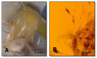 A) Micelio en semillas y ra&iacute;ces de ma&iacute;z. B) Estructura reproductiva de Paecilomyces sp.