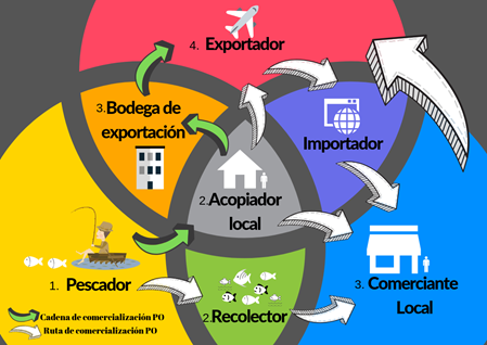 Cadena y ruta de comercializacion de PO