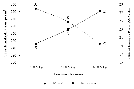Tendencia de producción de plántulas de plátano por cormo y por m2 de superficie, en función de los tamaños de cormo evaluados. Letras distintas indican diferencias estadísticas entre tamaños de cormo dentro de cada variable (Tukey, p<0.05).