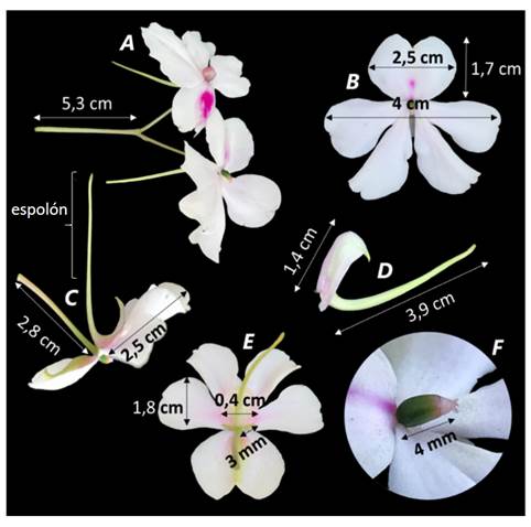 Morfología floral de I. walleriana. A: Inflorescencia compuesta por dos flores. B: Vista superior de la flor. C: Vista lateral de la flor, donde se observa el espolón. D: Sépalo impar navicular. E: Vista inferior de la flor. F: Pistilo.