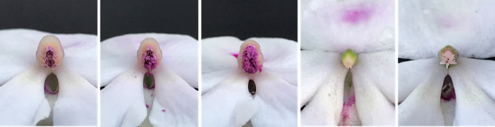 Desarrollo de la flor en I. walleriana. Primero se hace visible el androceo, y cuando el ponen se desprende, se observa el estigma.