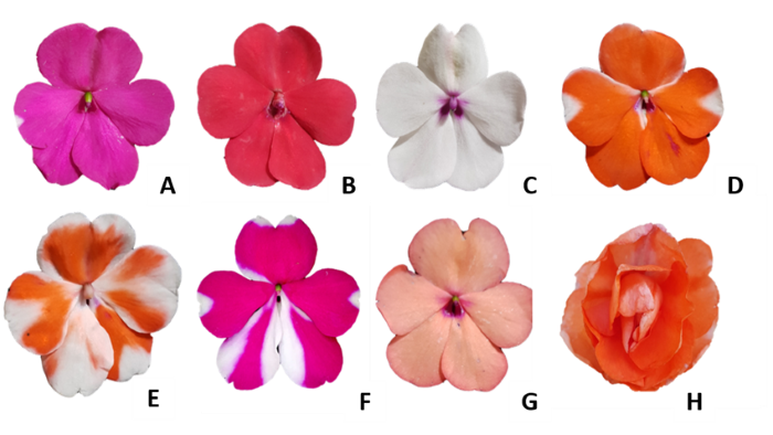 Diversidad de colores y formas en Impatiens walleriana. A-C y G: Accent Premium de Muller Seeds, D-F: Starbright bicolor de Fleuroselect H) Rockapulco Orange Shades de Proven Winners.