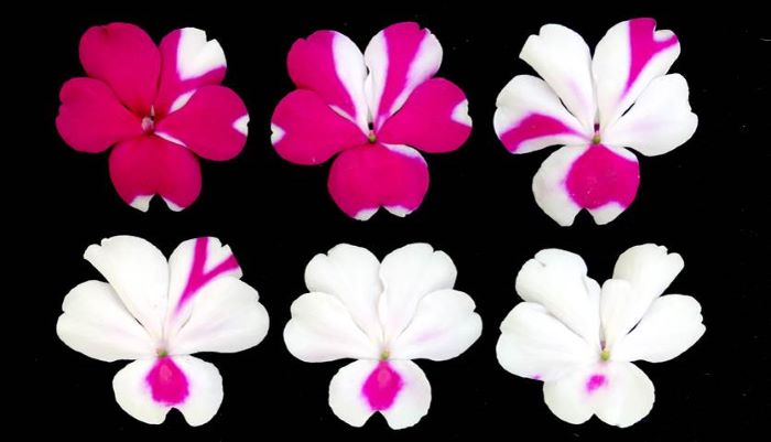 Patrones de codominancia asimétricos en el color de la flor de Impatiens walleriana.