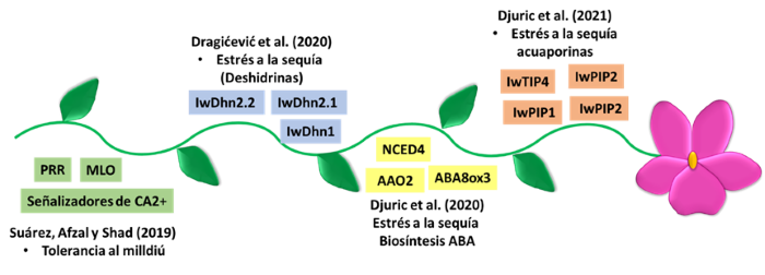 Genes candidatos para ingeniería genética en procesos importantes para Impatiens walleriana. 