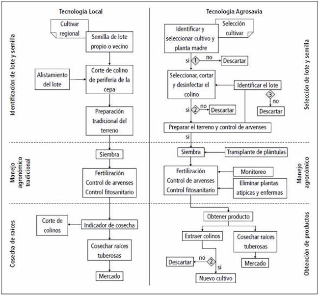 Esquema para dos tecnolog&iacute;as de producci&oacute;n de semilla de arracacha en Cajamarca, Tolima.